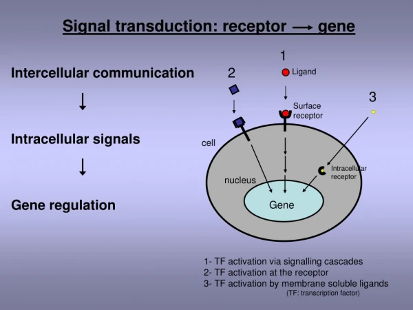 Intercellular communication Intracellular signals Gene regulation