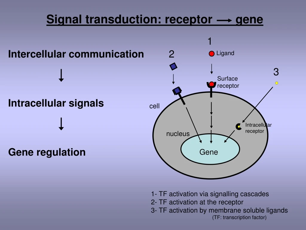 signal transduction receptor gene