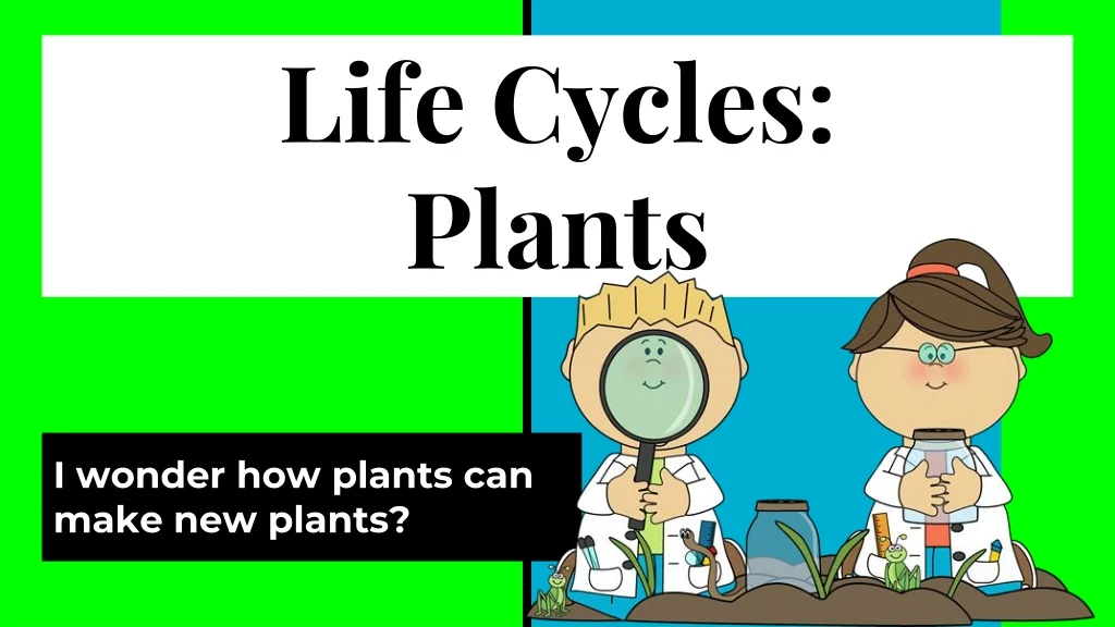 life cycles plants