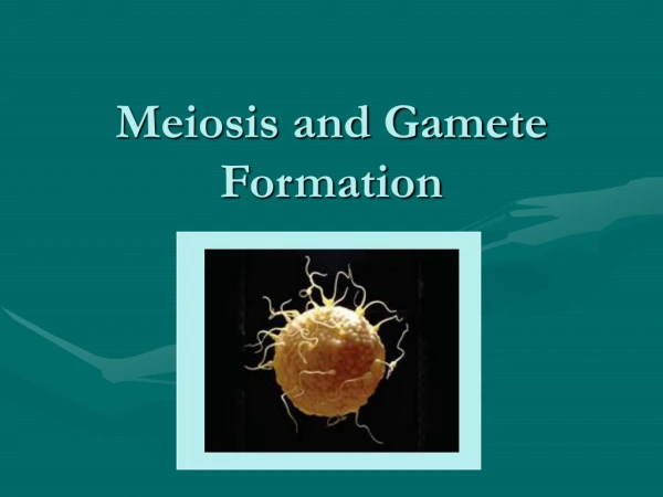 Meiosis and Gamete Formation