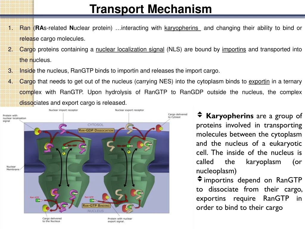 transport mechanism