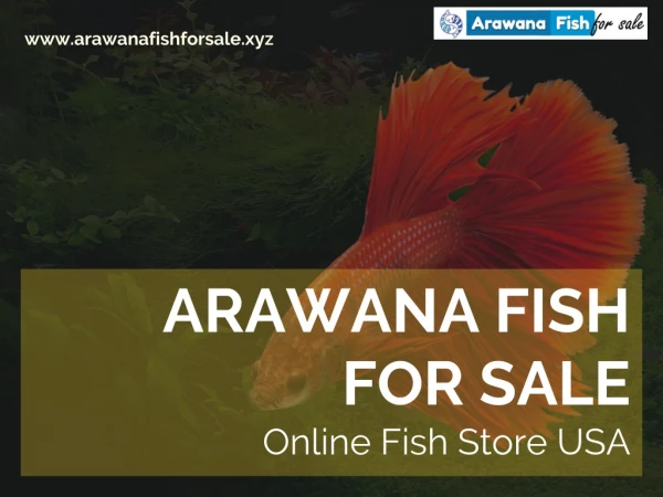 Buy Arowana Fish For Freshwater Aquariums