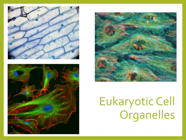 Eukaryotic Cell Organelles