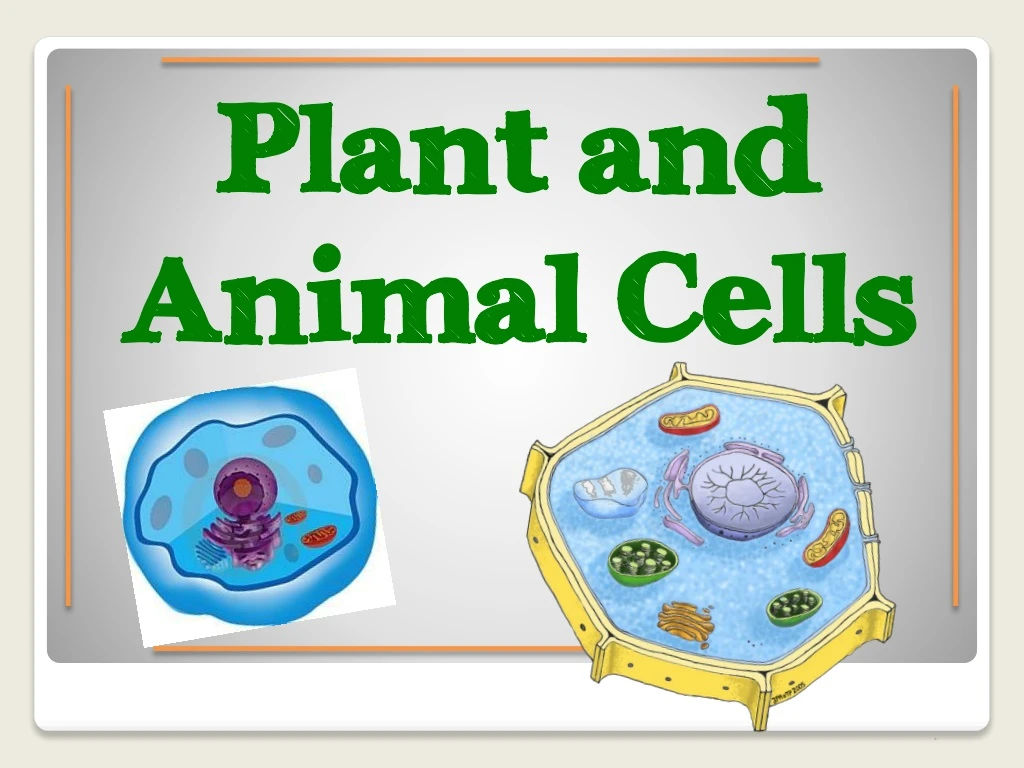 plant and animal cells