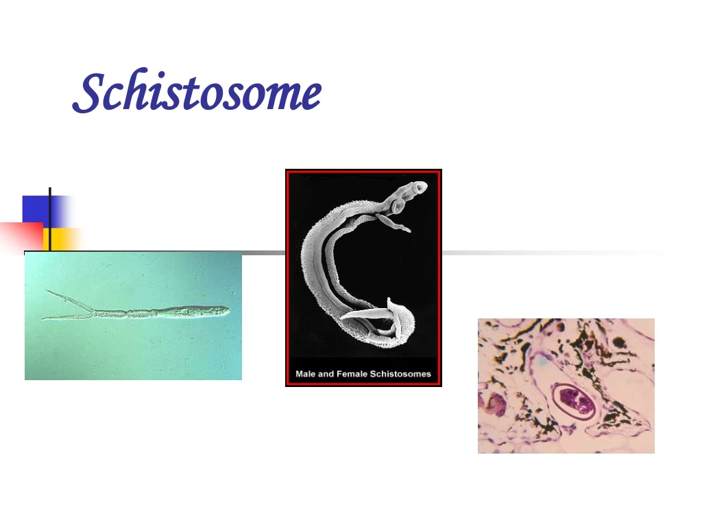 schistosome