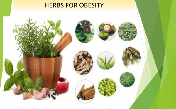HERBS FOR OBESITY