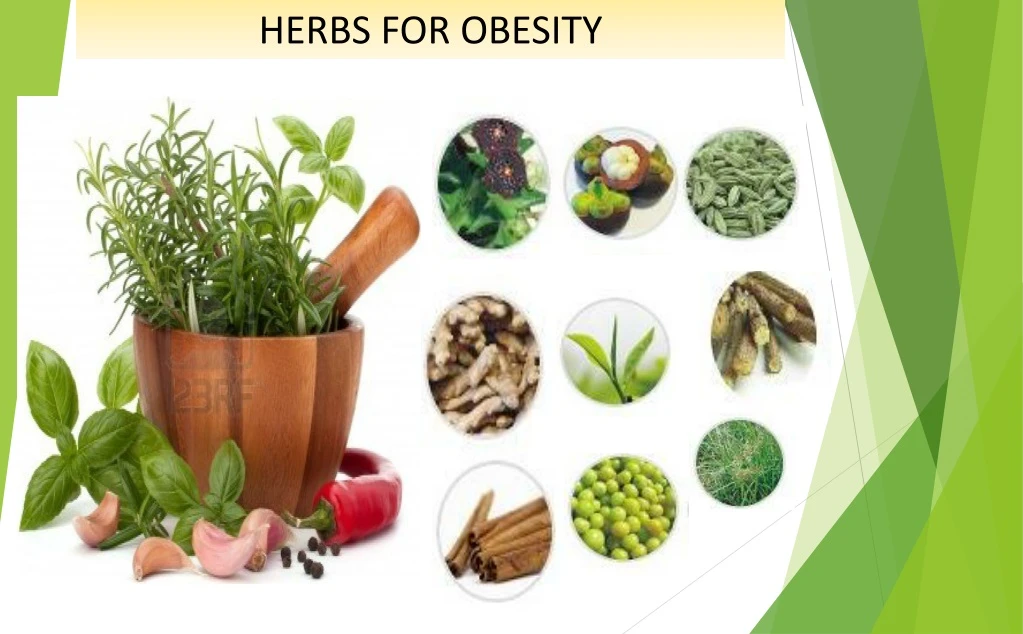 herbs for obesity