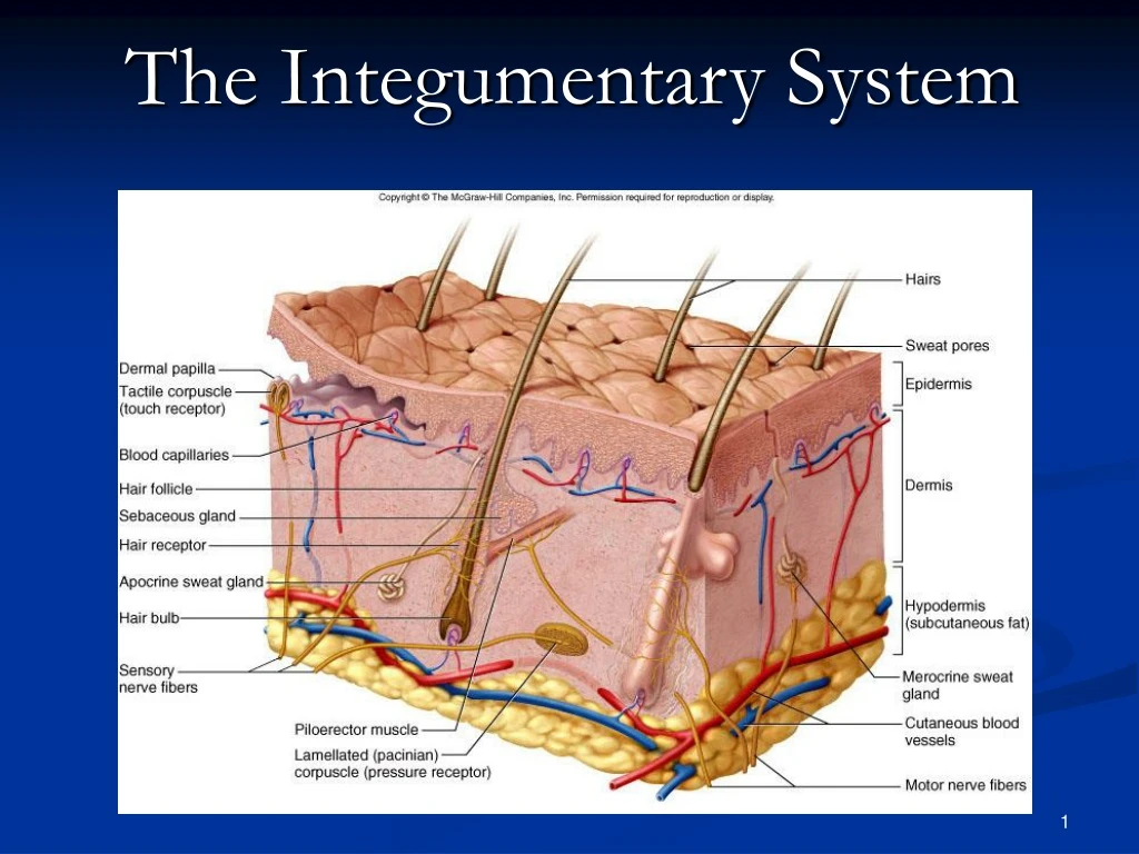 the integumentary system