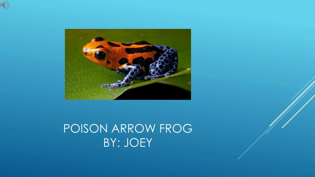 poison arrow frog by joey