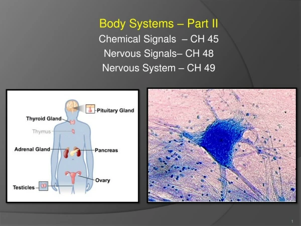 Body Systems – Part II Chemical Signals – CH 45 Nervous Signals– CH 48 Nervous System – CH 49
