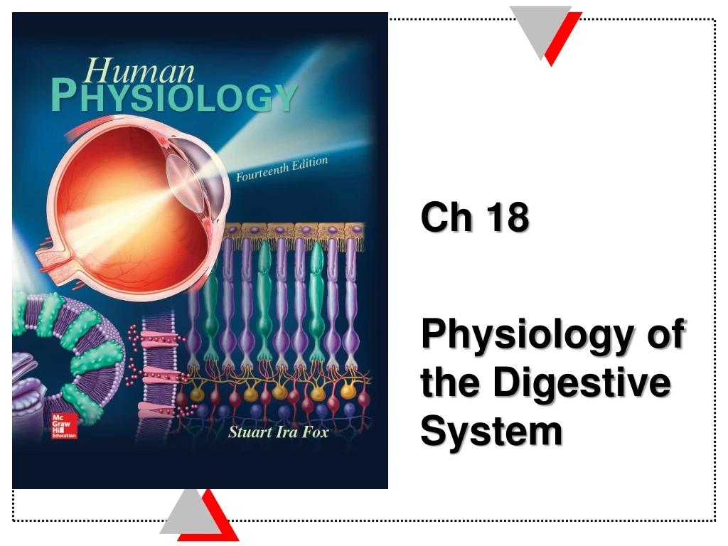 ch 18 physiology of the digestive system