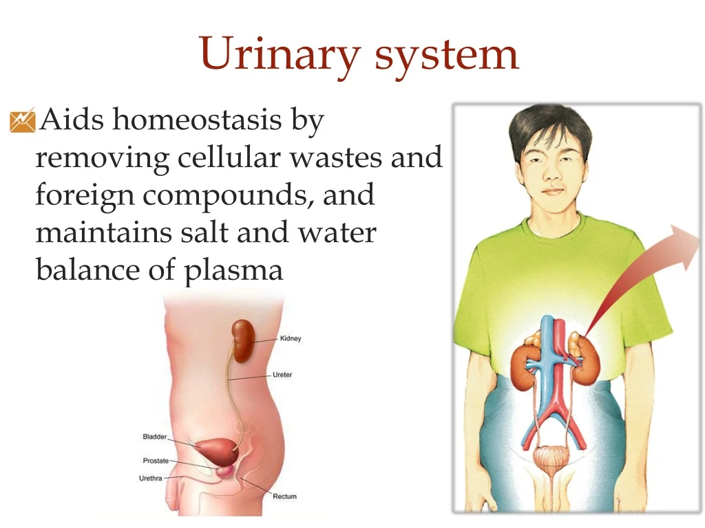 urinary system