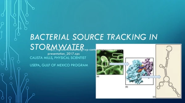 Bacterial Source Tracking in Stormwater