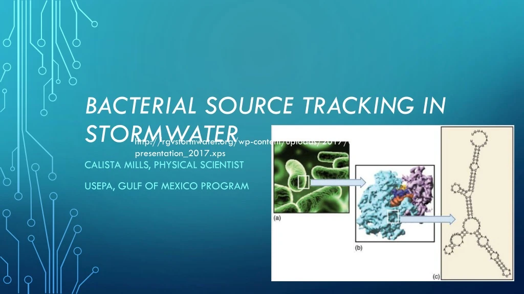 bacterial source tracking in stormwater