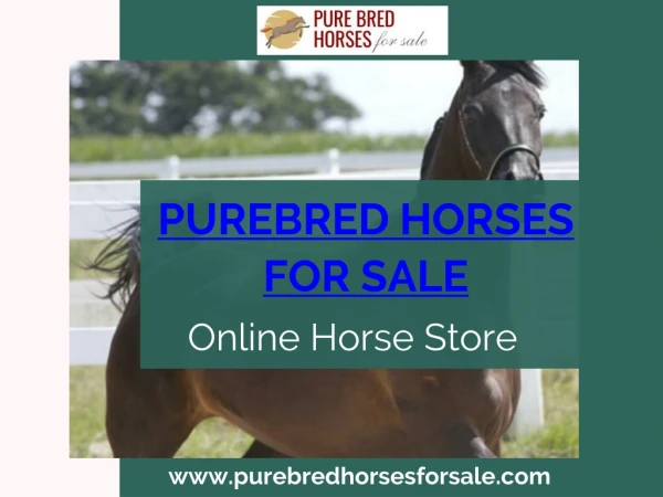 Pure Breed Horses For Sale | Hurry, Offer Limited