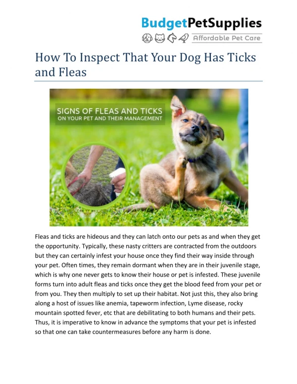 How To Inspect That Your Dog Has Ticks and Fleas- BudgetPetSupplies