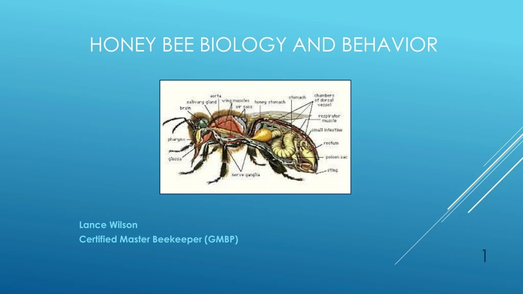 honey bee biology and behavior