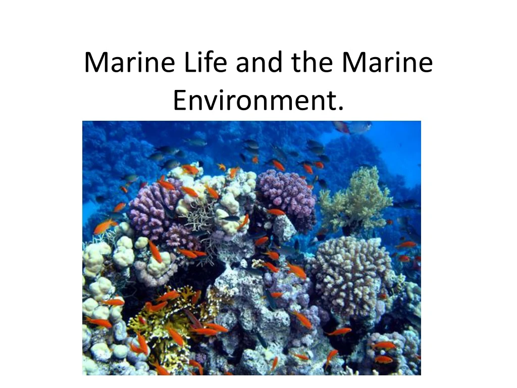 marine life and the marine environment