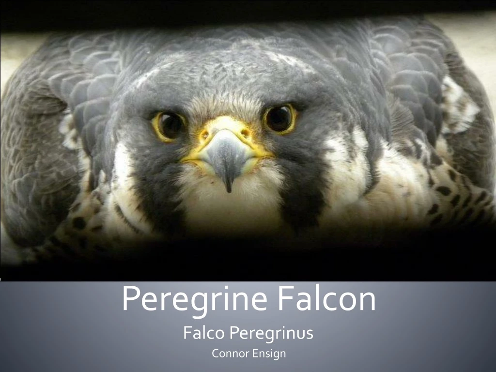 peregrine falcon