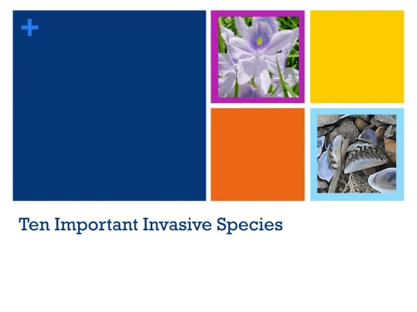 Ten Important Invasive Species