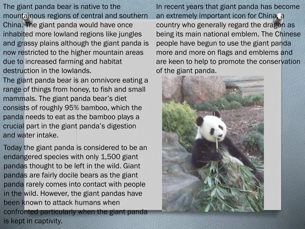 the giant panda bear is native to the mountainous