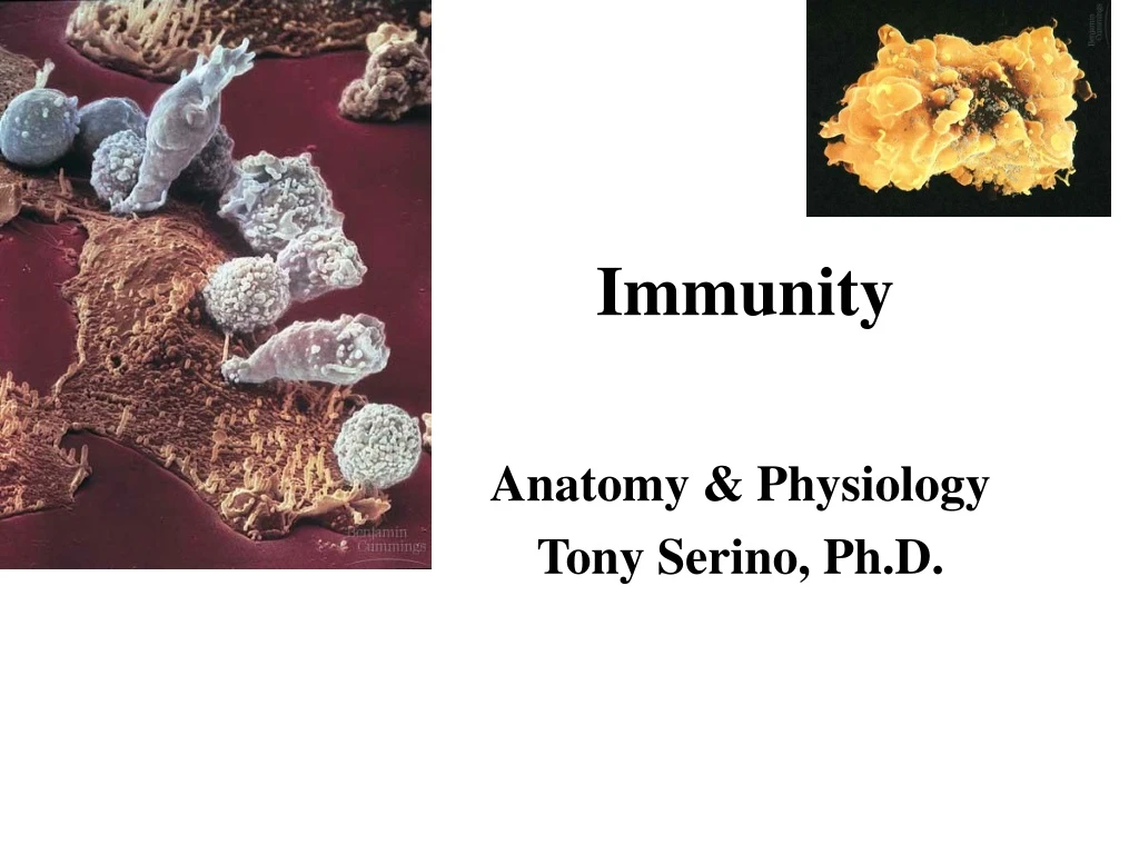 immunity