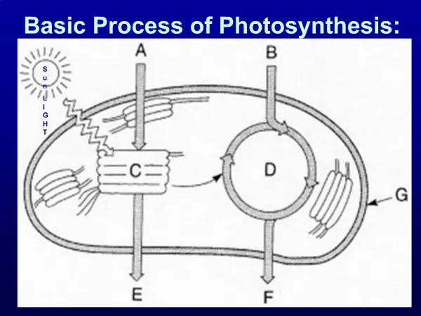 Basic Process of Photosynthesis: