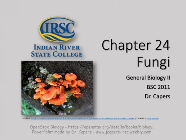 Chapter 24 Fungi