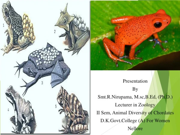Presentation By S mt.R.Nirupama, M.sc,B.Ed, (Ph.D.) Lecturer in Zoology