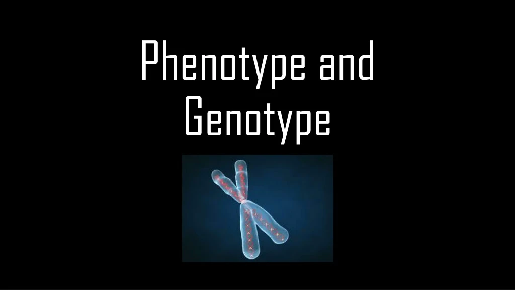 phenotype and genotype