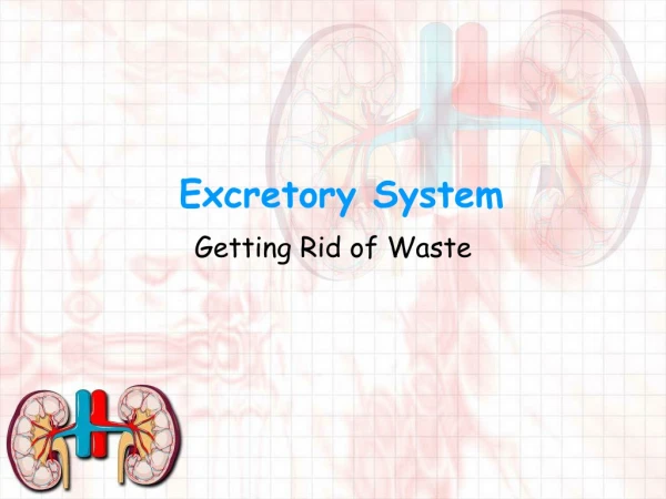 Excretory System