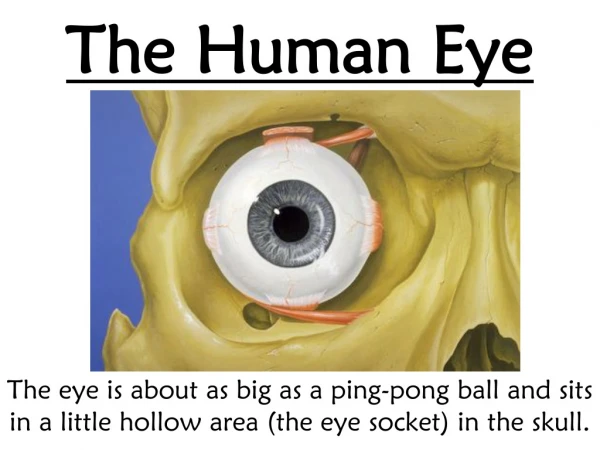 The Human Eye