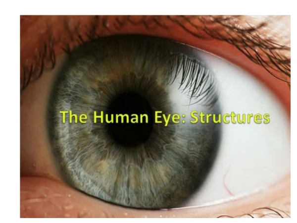 The Human Eye: Structures