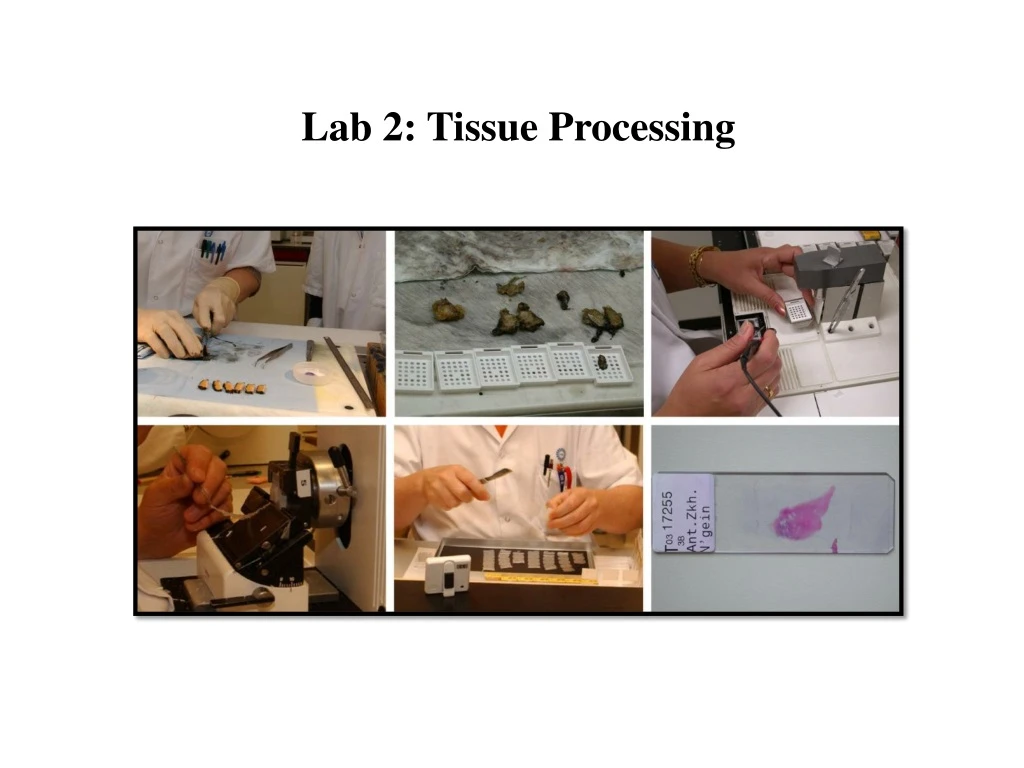 lab 2 tissue processing