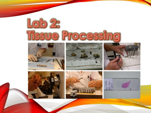 Lab 2: Tissue Processing