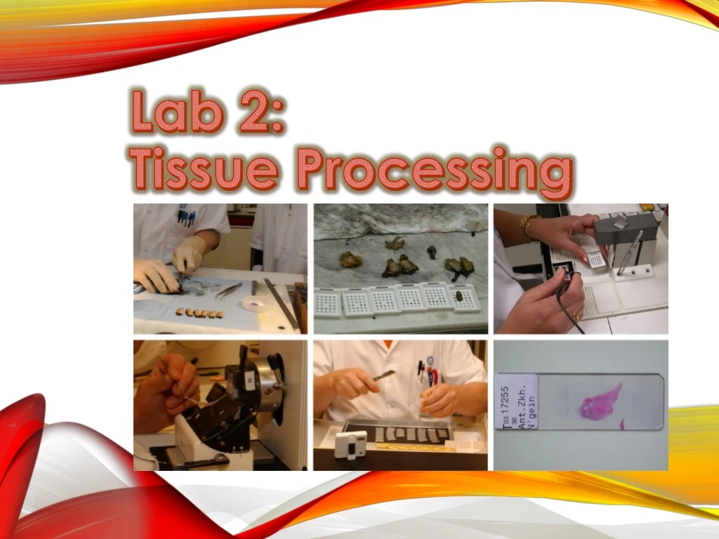 lab 2 tissue processing