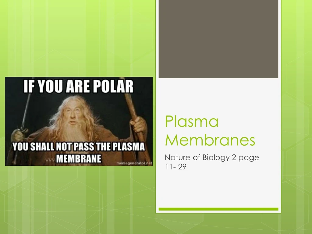 plasma membranes