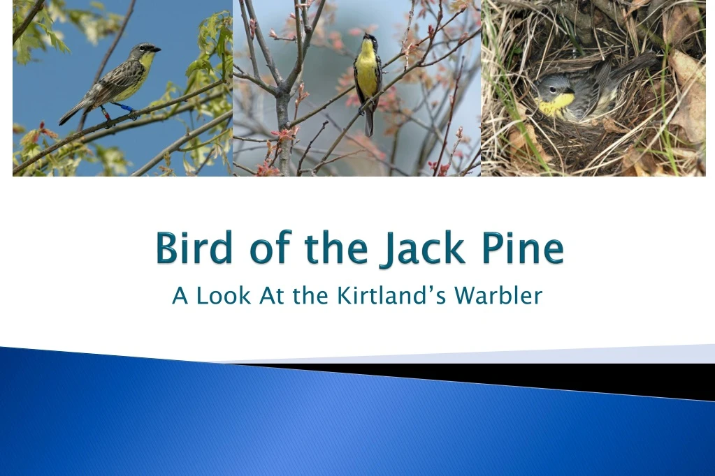 bird of the jack pine