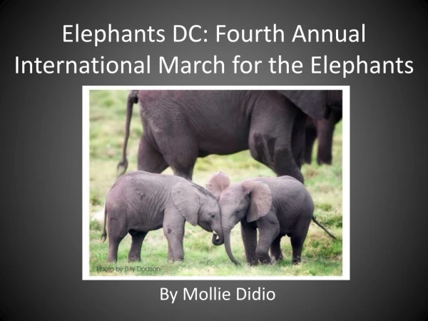 Elephants DC: Fourth Annual International March for the Elephants