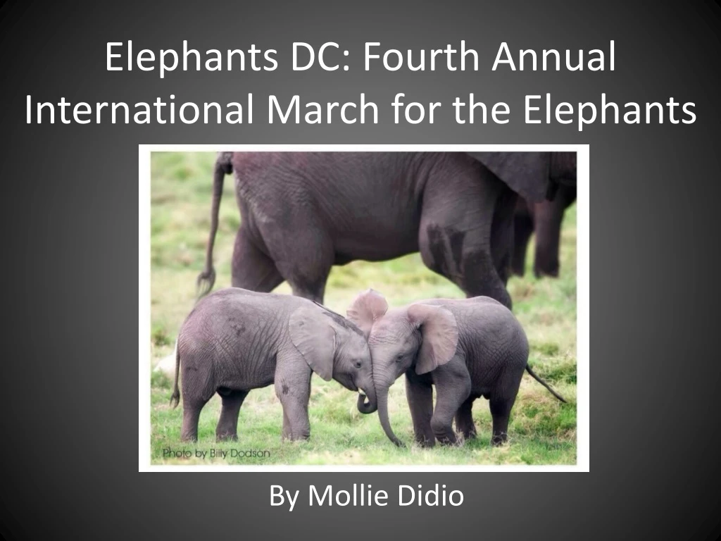 elephants dc fourth annual international march for the elephants