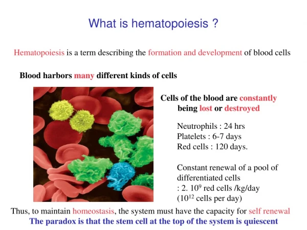 What is hematopoiesis ?