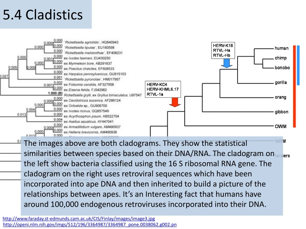 5 4 cladistics