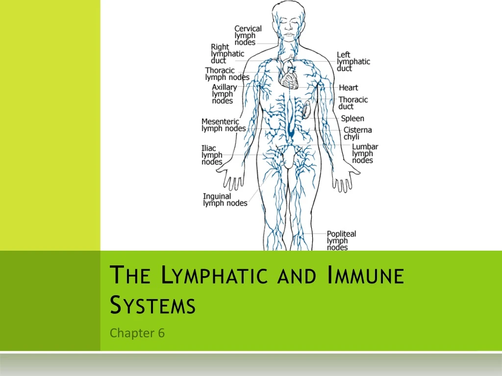 the lymphatic and immune systems