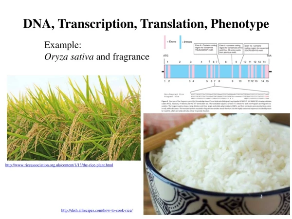 DNA, Transcription, Translation, Phenotype