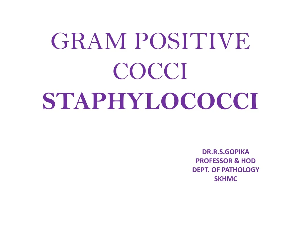 gram positive cocci staphylococci