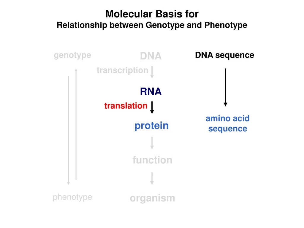 molecular basis for relationship between genotype