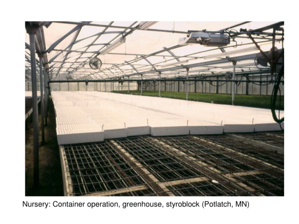Nursery: Container operation, greenhouse, styroblock (Potlatch, MN)