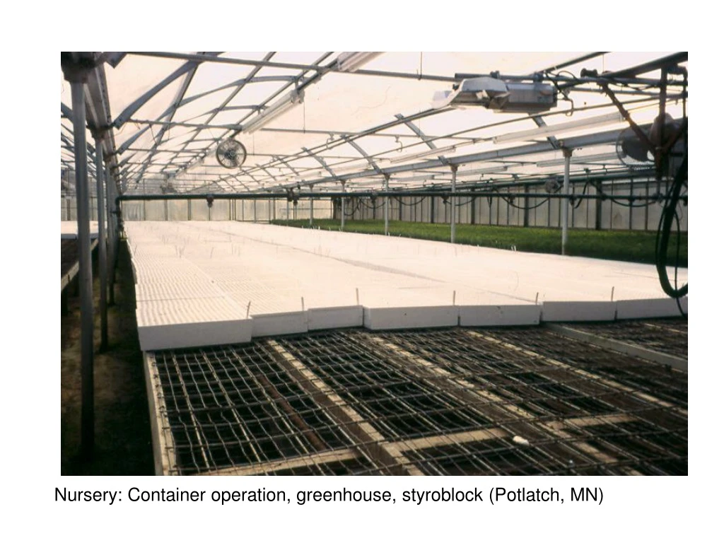 nursery container operation greenhouse styroblock