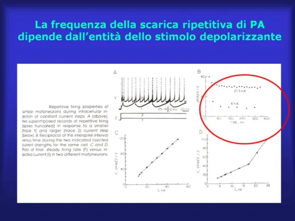 La frequenza della scarica ripetitiva di PA dipende dall entit dello stimolo depolarizzante