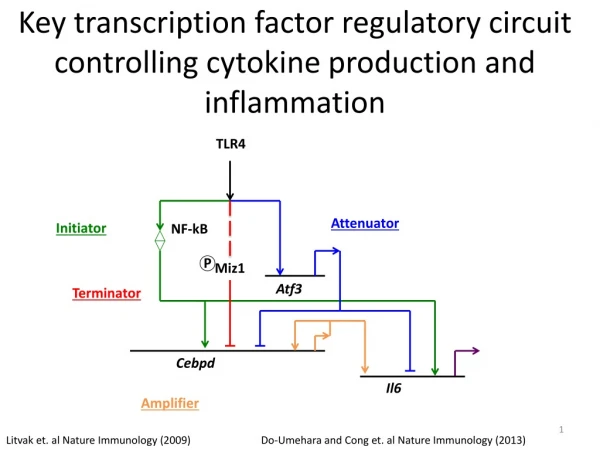 Key transcription factor regulatory circuit controlling cytokine production and inflammation